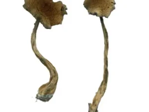 Transkei Magic Mushrooms