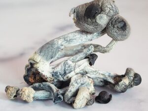 Magic Mushrooms