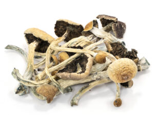 Amazonian Magic Mushrooms