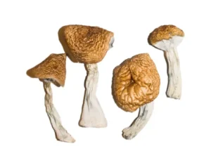 Burmese Magic Mushrooms