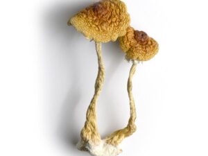 Psilocybe Cubensis Mushrooms