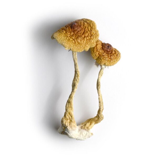 Psilocybe Cubensis Mushrooms