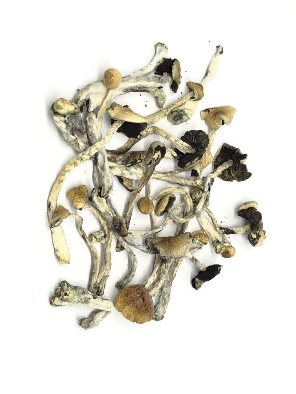 Blue Meanies mushrooms