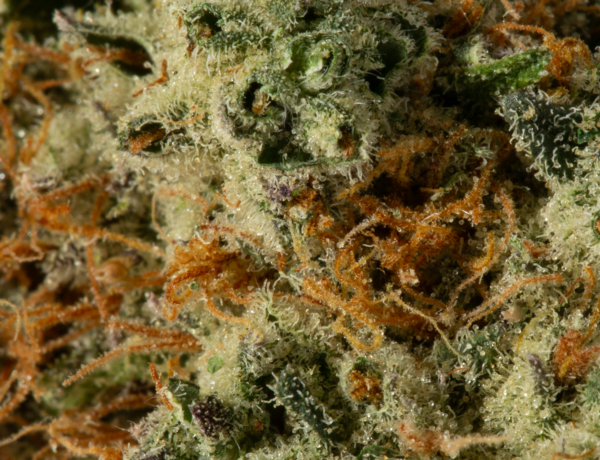 Donkey Butter (AAAA) 3.5g to 28g - Image 3