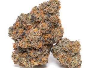 Gelato 41