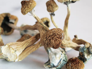 Golden Teacher Mushrooms