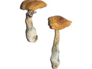 Penis Envy 6 (PE6) Magic Mushrooms