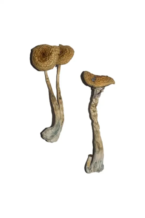 Penis Envy 6 (PE6) Magic Mushrooms - Image 2