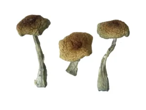 Psilocybe Aztecorum Magic Mushrooms