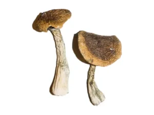 Wavy Caps Magic Mushrooms