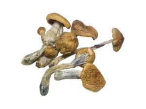 Penis Envy Magic Mushrooms