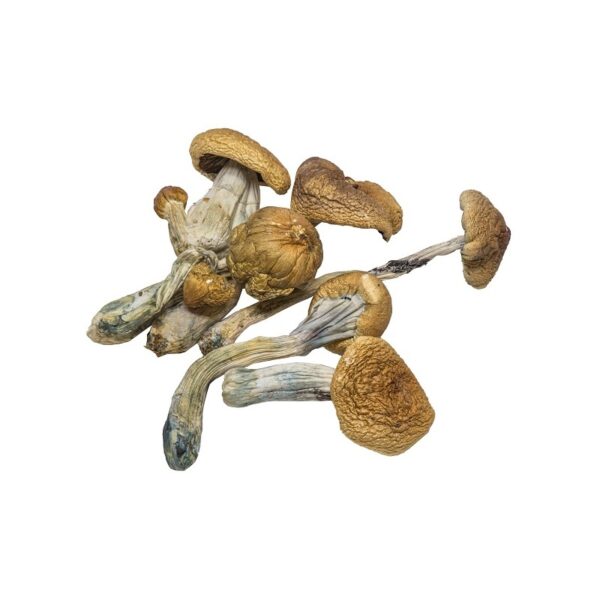 Penis Envy Magic Mushrooms