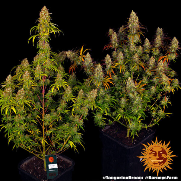 Tangerine Dream strain-1 - Image 2