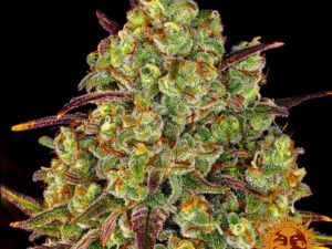 Tangerine Dream strain